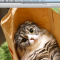 1プレビューでPDFの画像
